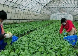 圆椒